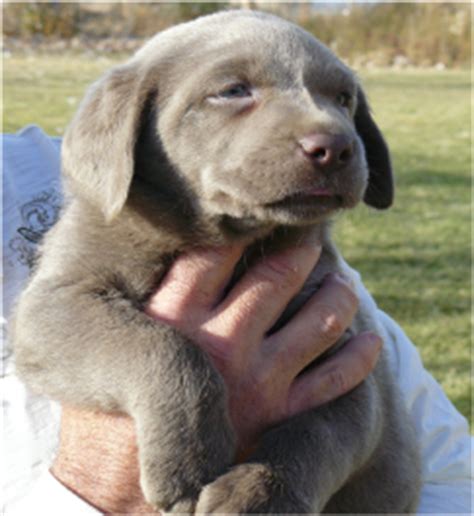 This year, our florida blue foundation's 2021 community health symposium and sapphire awards will be held virtually on. Silver Valley Kennels - Silver and Charcoal Gray Labrador ...