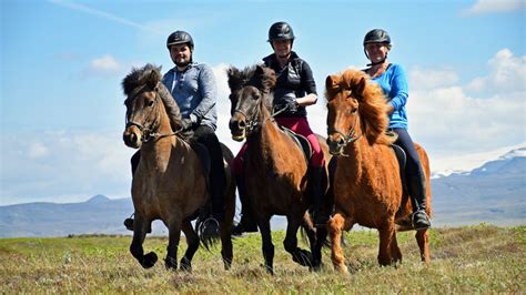 Icelandic Horse Iceland Horsexplore