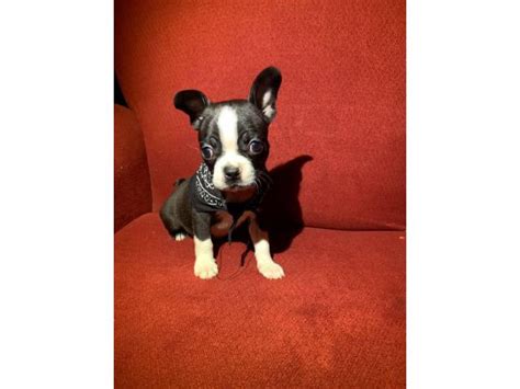 How to tell if your boston terrier is. 8 weeks old playful Boston Terrier puppy in Los Angeles, California - Puppies for Sale Near Me