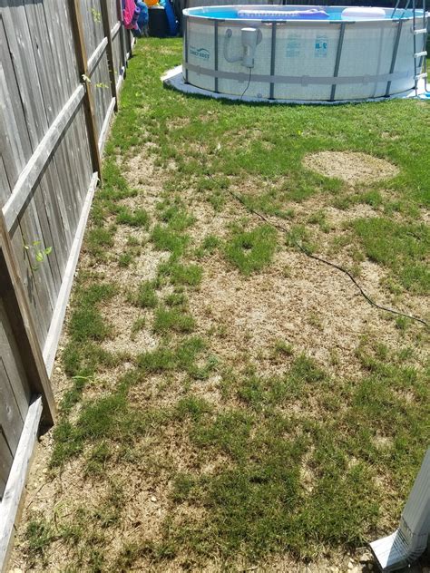 How To Fix Brown Patches In Lawn Lawn Care Forum