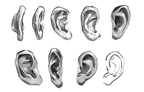 How To Draw Ears From The Front Easy How To Draw An Ear For Anime Manga