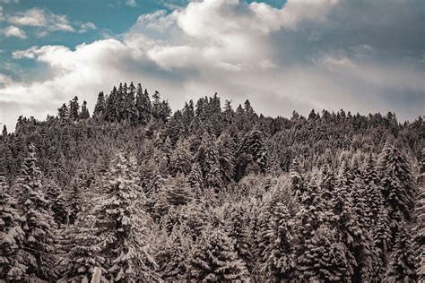 Snowy Treeline Photograph By Trevor Mcbroom Fine Art America