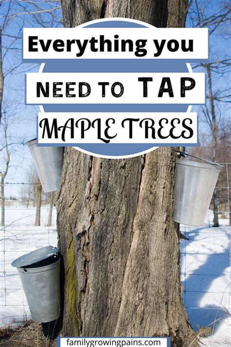 Get Ready To Tap Your Trees A List Of All The Maple Syrup Supplies You
