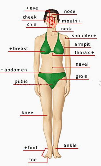 Learn these parts of body names to increase your vocabulary words in english. Human Body Parts Pictures with Names - Body Parts ...