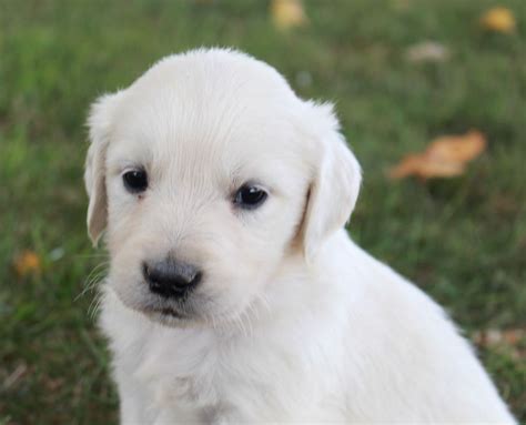 Ragom primarily rescues golden retrievers and through foster care provides a home until adoption. Zeke - AKC Male Golden Retriever puppy for sale near Fort ...