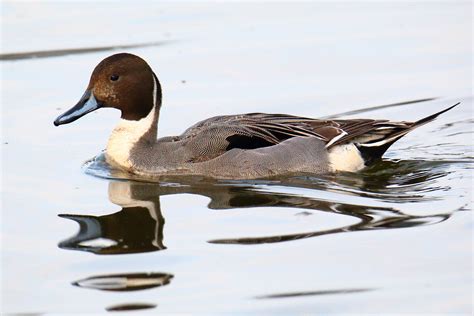 Die spießente in nordamerika war zumindest stark von vogelkrankheiten betroffen. Spießente Foto & Bild | tiere, wildlife, natur Bilder auf ...