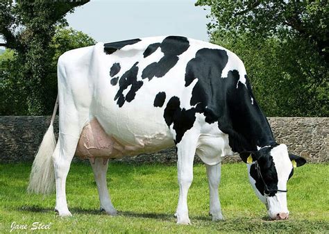 Perbandingan Sapi Friesian Holstein Fh Dan Sapi Jersey Elinotes Review