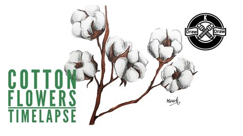Cotton Plant Drawing For Kids