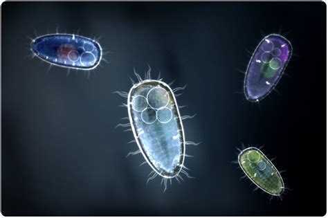 Cloning Unicellular Organisms