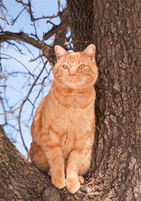 Beautiful Ginger Tabby Cat Swatting At The Air Stock Photo Image Of