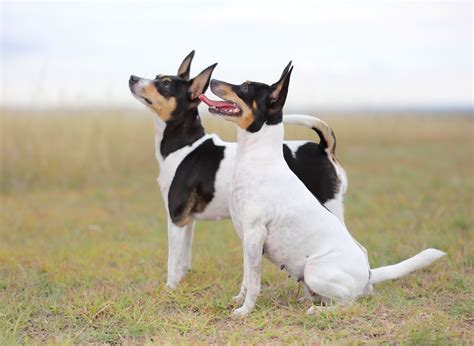 9 Australian Dog Breeds For Aficionados