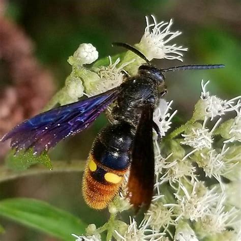 Blue Winged Scolid Wasp Scolia Dubia Scolia Dubia Bugguidenet
