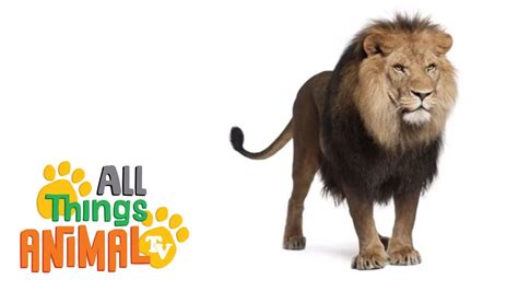 Enjoy photos of everything from cats and dogs to fish, birds, tigers, snakes, monkeys, cheetahs, lions and rabbits. LIONS: Animals for children. Kids videos. Kindergarten ...