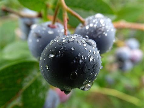 Huckleberry Berries For Africa