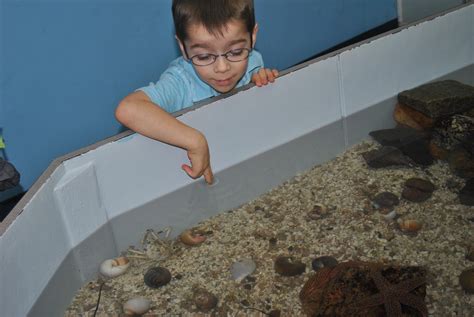 Aquarium Of Niagara Touch Tank Penn Dixie Fossil Park And Nature Reserve