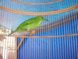 KICAU MANIA BORNEO: Membuat Burung Cucak ijo & Burung Pemakan Buah Nge-Voer