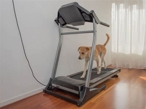 Can Dogs Use Treadmills Beneficial Or Dangerous Bowwowtech
