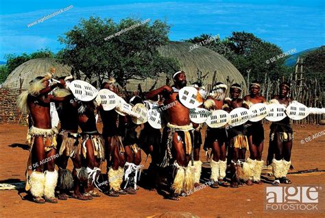 Zulu Warriors During A Ngoma Traditional Dance Zulu Village Kwazulu Natal South Africa