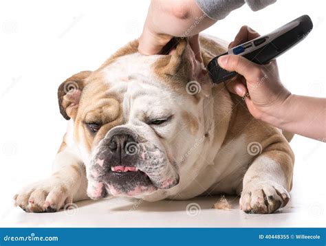 Dog grooming stock image. Image of groom, bulldog, panting - 40448355