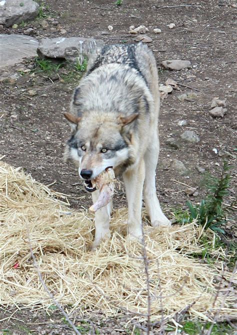 Hungry Like A Wolf Photograph By Suzanne Luft Fine Art America