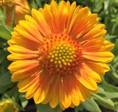 Gaillardia Blanket Flower Knechts Nurseries And Landscaping