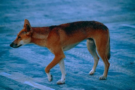 Dingo Canis Lupus Dingo Crossing The Road In The Evening Flickr
