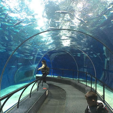 Shanghai Ocean Aquarium All You Need To Know Before You Go