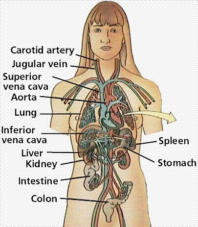 Every system in the body has organs that produce the necessary functions for life. CIRCULATORY SYSTEMS