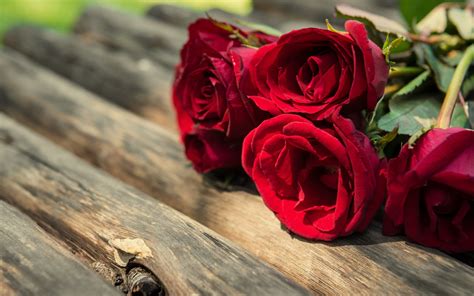 Herunterladen Hintergrundbild Rote Rosen Blumenstrauß Rosen Rot