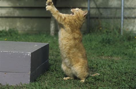 Cat Grabbing At String Photograph By Jerry Shulman Pixels