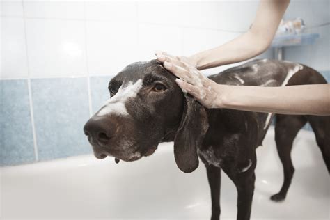 We did not find results for: Inside the Tunnels: Cleaning a Dog's Ears - Guides