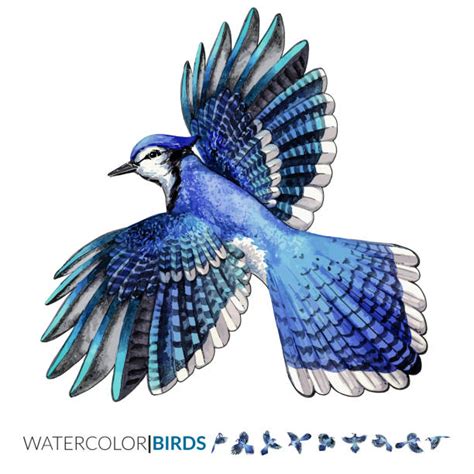 Cute Blue Jay Bird Drawing