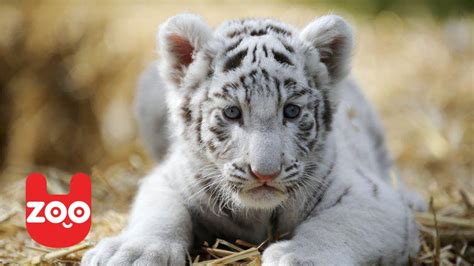 Newborn White Tiger Cubs Youtube
