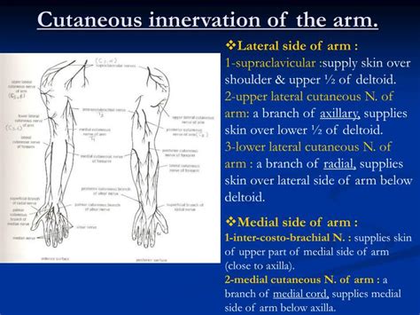 Ppt Cutaneous Innervation Of The Arm Powerpoint Presentation Id