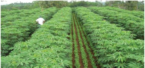 We did not find results for: TANAM DAN POLA TANAM