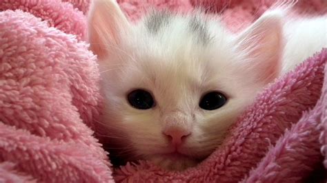 I believe you have a filter turned on in the video settings. Cute Cat Face - YouTube