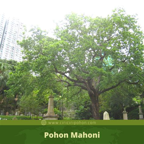 Kebanyakan link dalam situs tidak bisa diakses. Ciri Ciri Pohon Mahoni (Swietenia mahagoni) Di Alam Liar ...