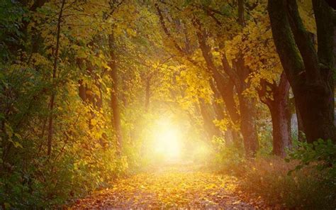Download Wallpaper 3840x2400 Autumn Trees Arch Sunlight Path 4k