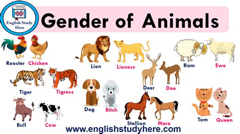 Animalsgender Of Animals Gender Of