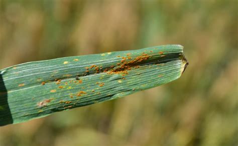 Crop Diseases Forecasts And Management Agriculture And Food