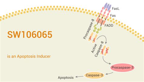Sw106065 Is An Apoptosis Inducer Immune System Research