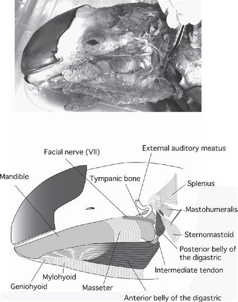 A Schematic Lateral View Of The Digastric Muscle Dark Gray In The