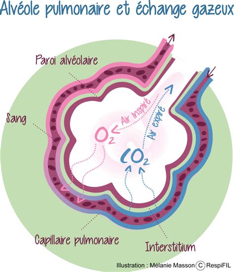 Schema Alveole Pulmonaire