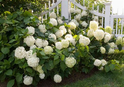How To Get More Hydrangea Flowers Better Homes And Gardens