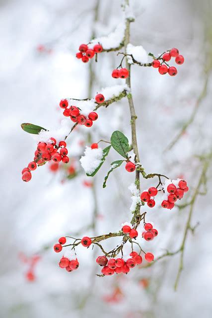Snow Berries Flickr Photo Sharing
