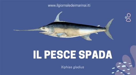 Il Pesce Spada Caratteristiche E Curiosità Xiphias Gladius Il