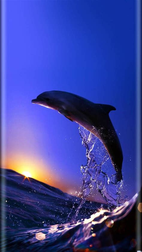 The Highest Quality Dolphins Backgrounds For You Iphone Dolphin Images