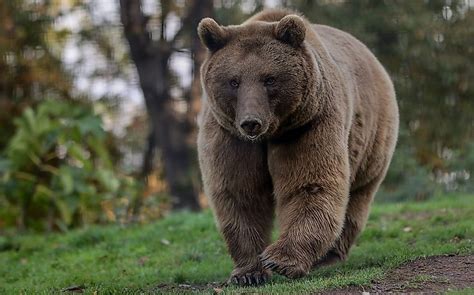 10 Animals Found In Turkey Worldatlas