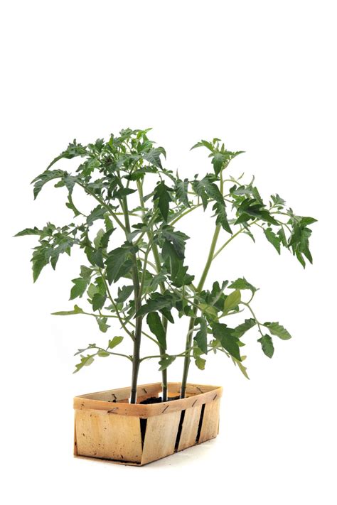 Growing Tomatoes Indoors Hgtv