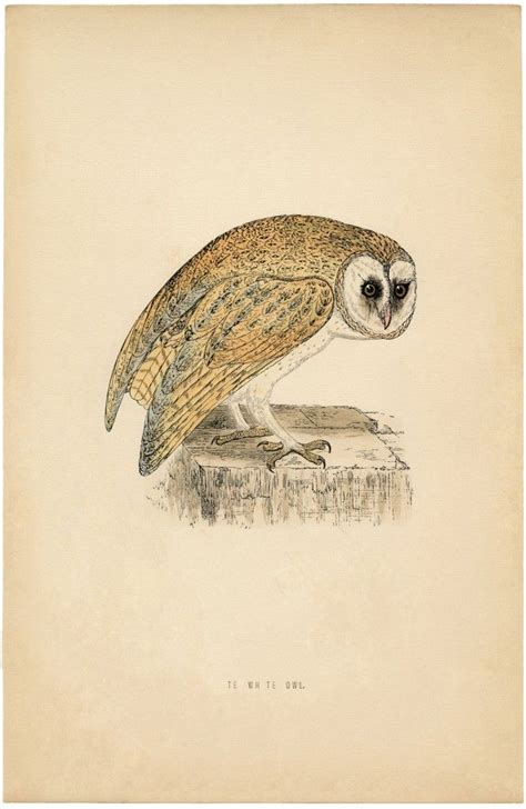 6 Owl Printables Graphics Fairy Owl Printables Bird Prints